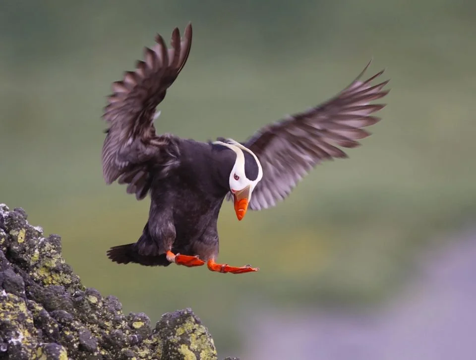 The Great Puffin Watch — Haystack Rock Awareness Program